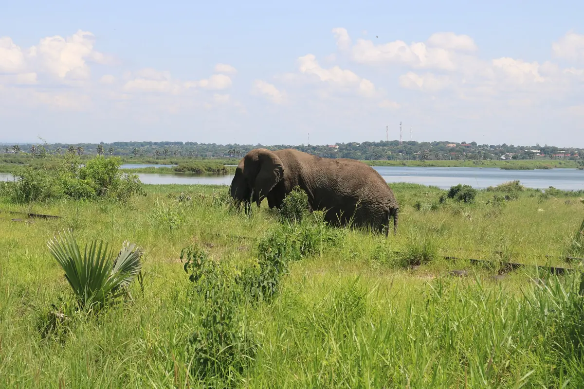 Ein Elefant weidet am grünen Ufer des Nils