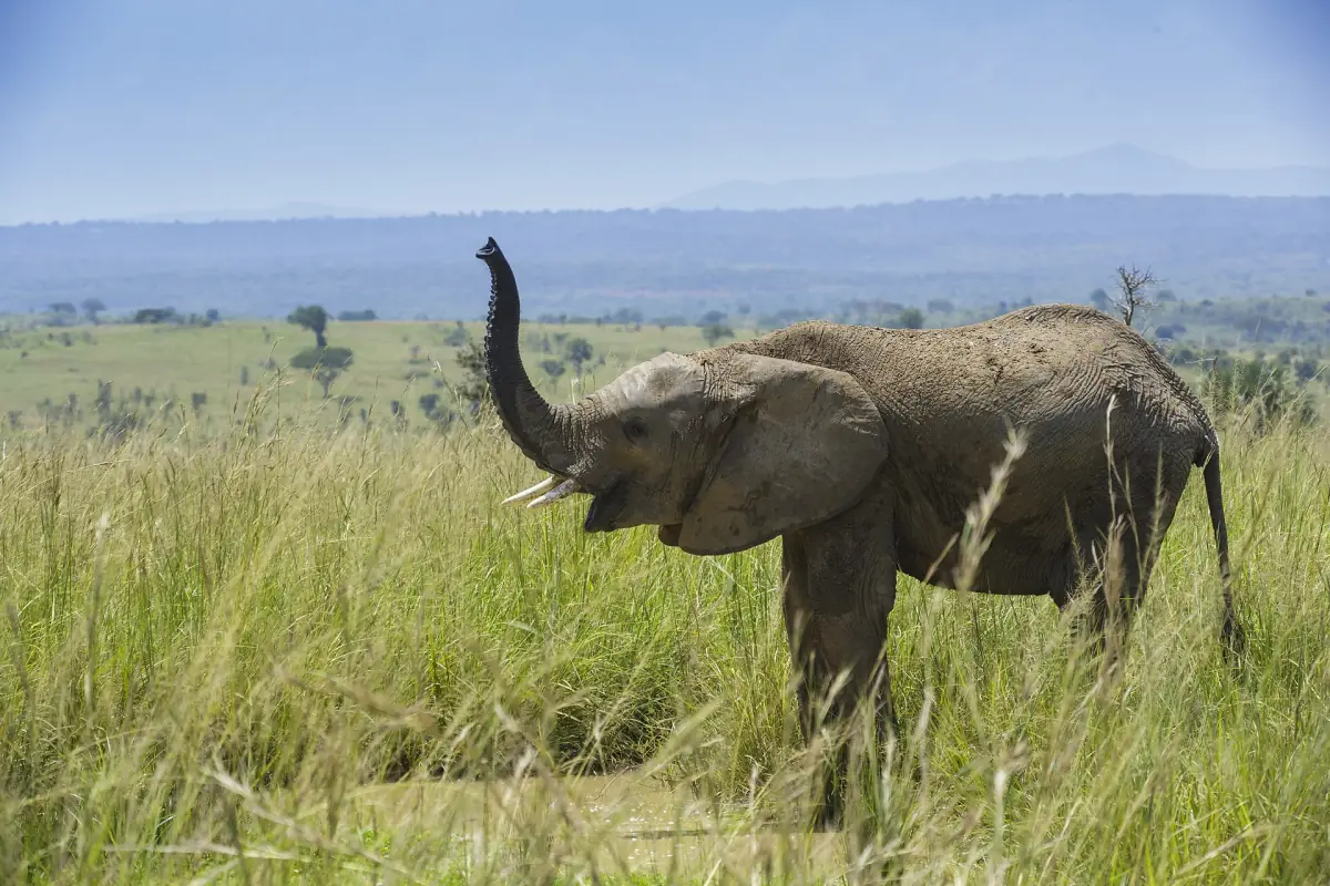 Ein Elefant hebt im hohen Savannengras den Rüssel