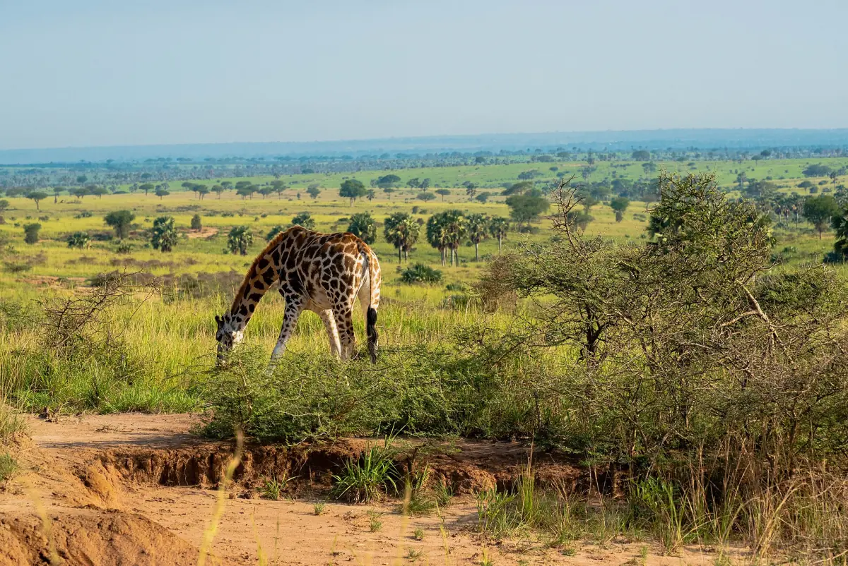 Eine Giraffe frisst in der Savanne, im Hintergrund liegt der Albertsee
