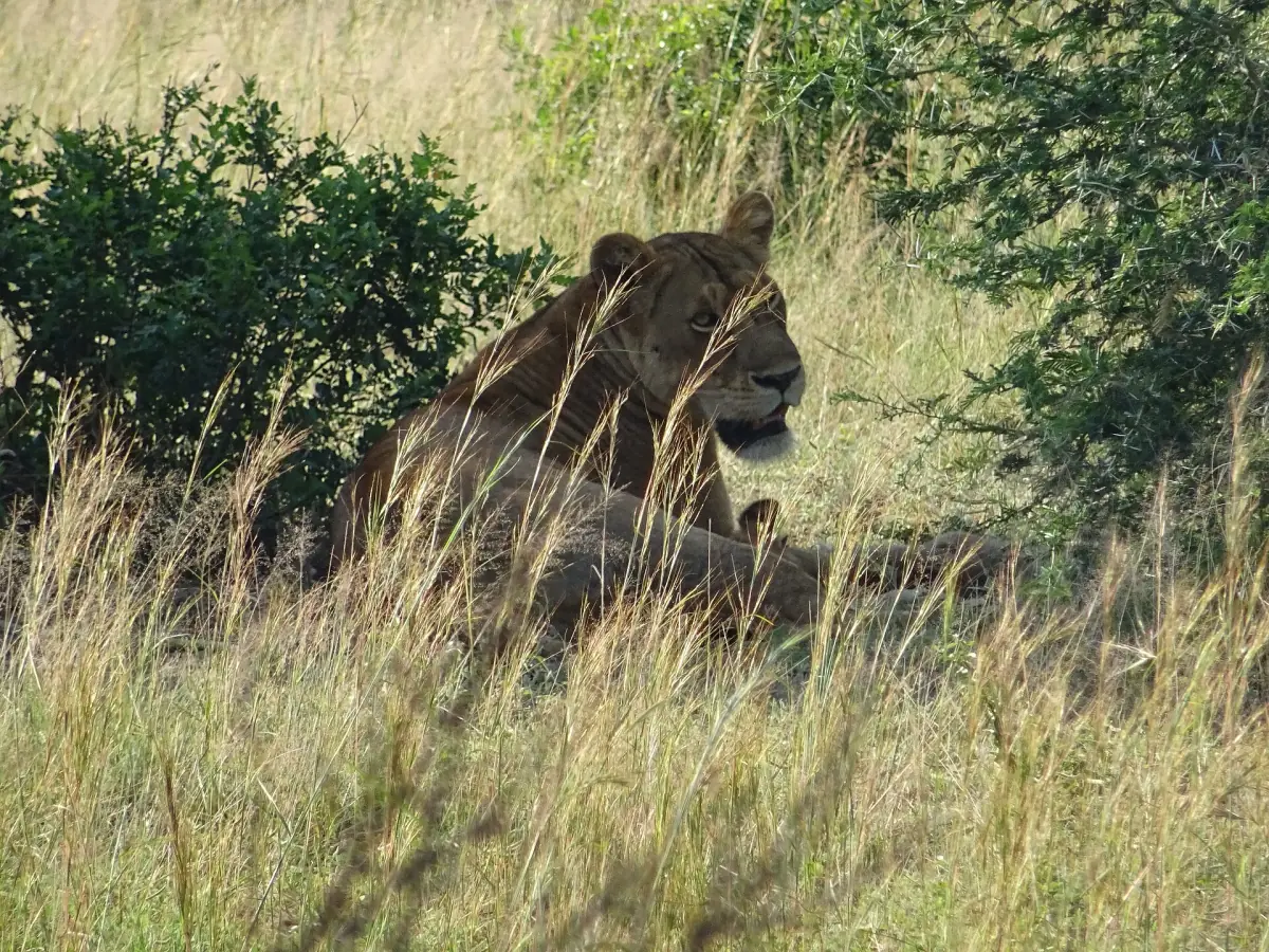 Ein Löwe ruht im Schatten hoher Gräser