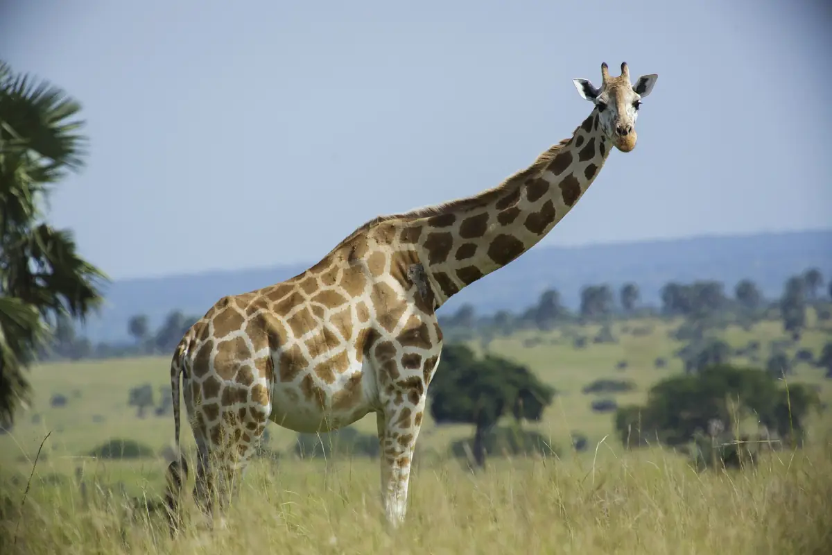 Eine Rothschild-Giraffe steht im Park auf offenem Grasland