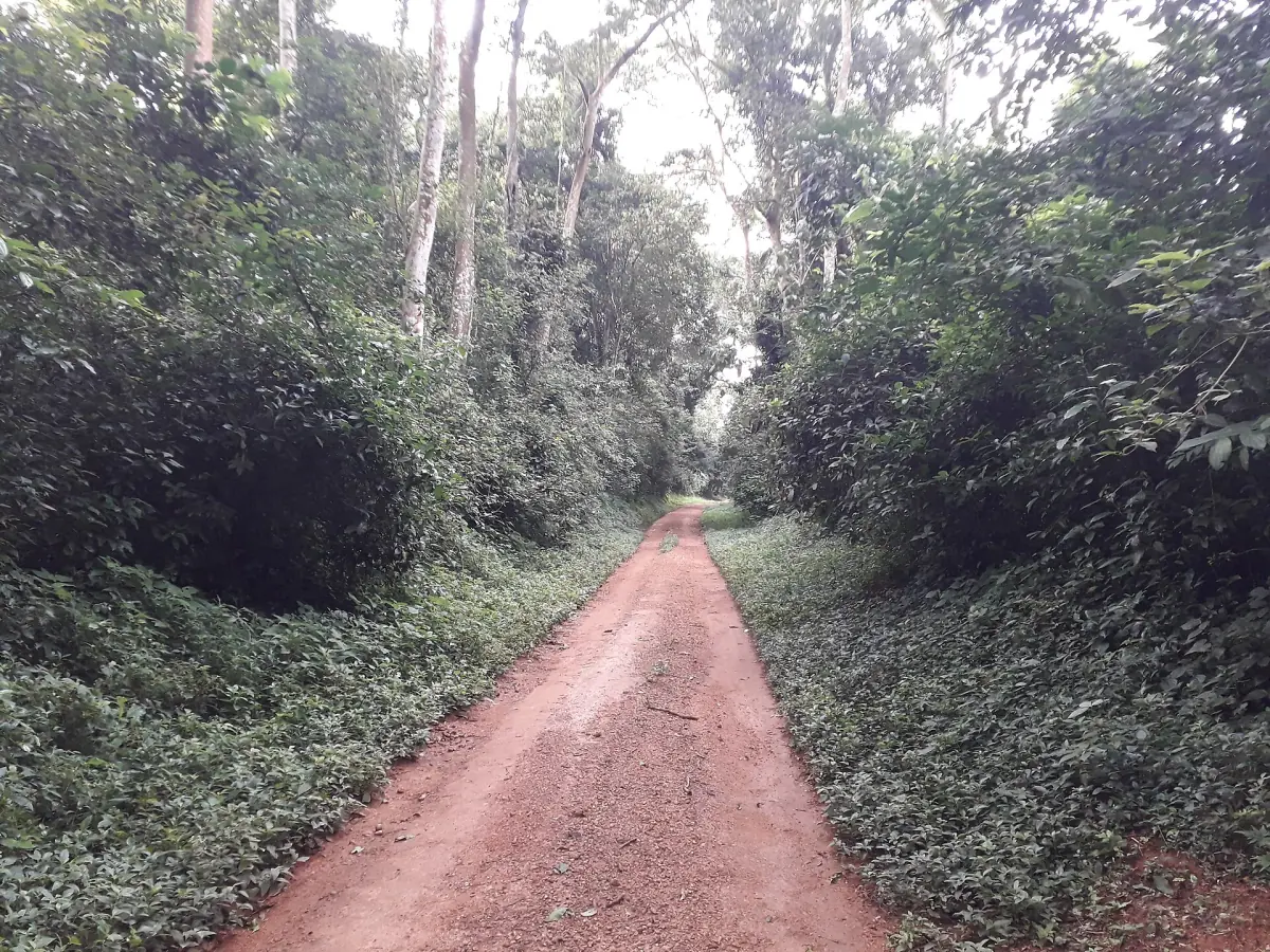 Der rote Sandweg der Royal Mile durch den Budongo-Wald