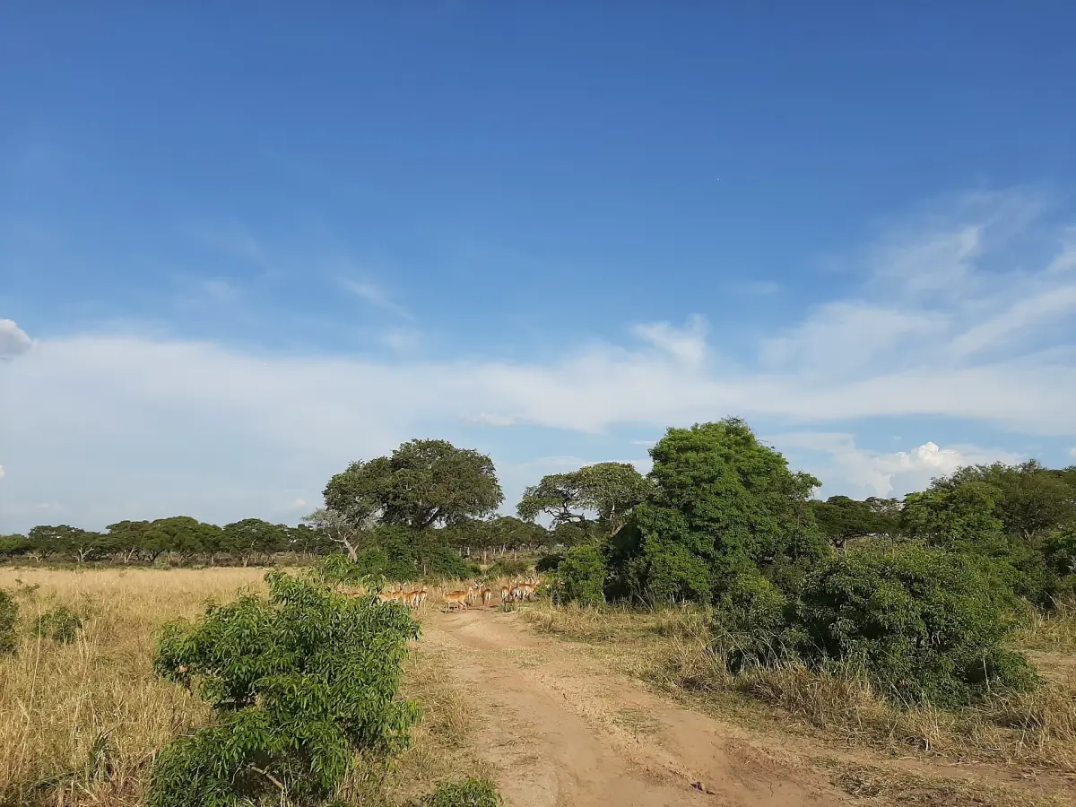 Ein Sandweg quert die trockene Savanne mit verstreuten Büschen