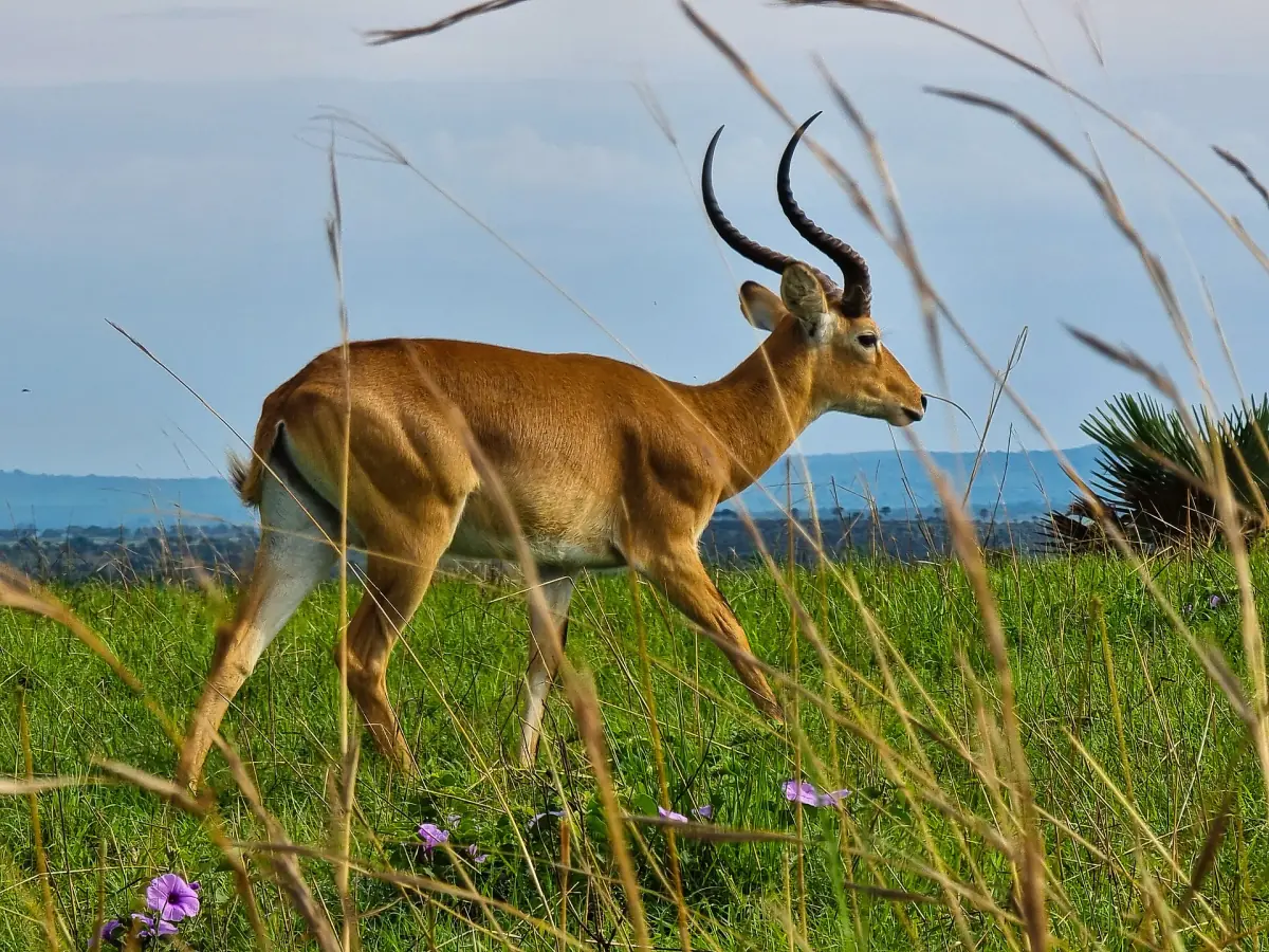 Ein männlicher Uganda-Kob mit geschwungenen Hörnern läuft durch die Savanne