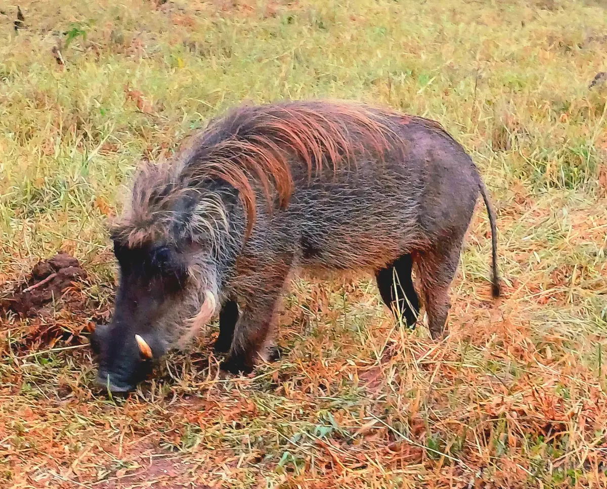 Ein Warzenschwein sucht auf trockenem Boden nach Futter