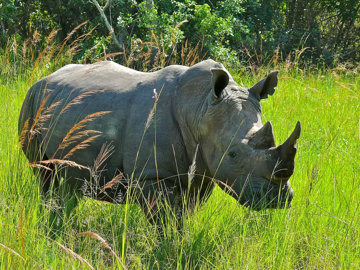 Ein Breitmaulnashorn weidet auf leuchtend grünem Gras